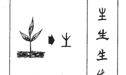 桂枝尖的功效与作用及禁忌-桂枝的功效与作用 中药网-分享桂枝的功效与作用中药查询，桂枝的功效与作用中药查询知识库